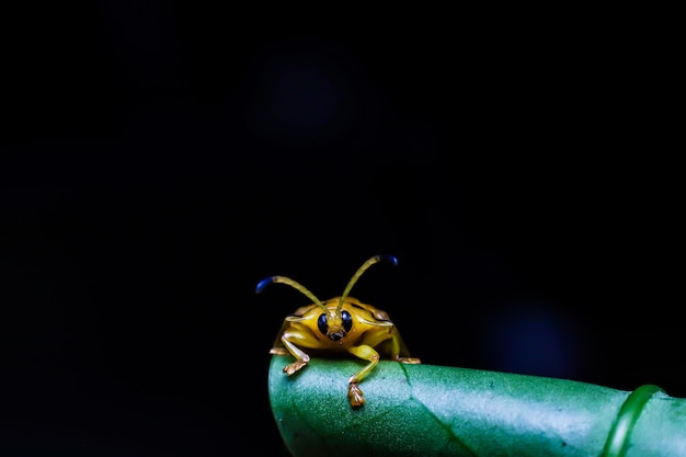 Photo cute ladybug on the leaves