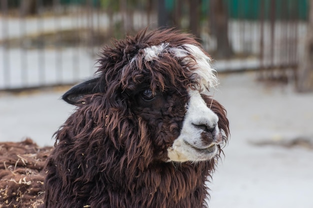 Cute lama alpaca animal closeup portrait