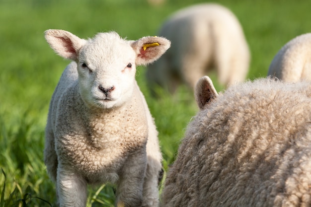 an cute lamb looking at me