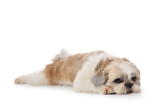 Cute lazy shih tzu dog lying on the floor