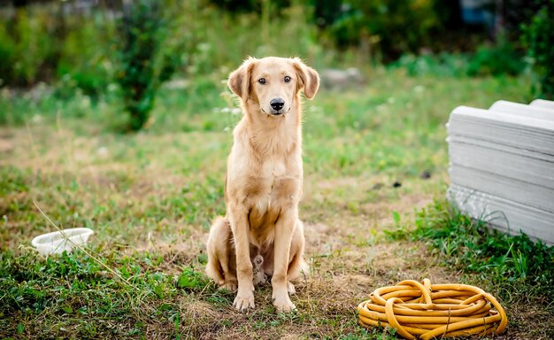 Cute light fur dog sitting