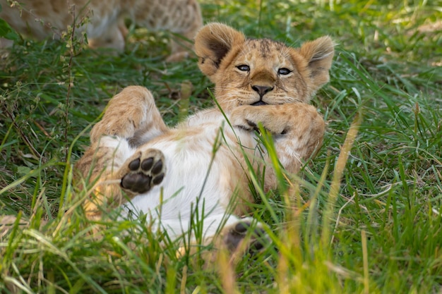 Cute lion cub