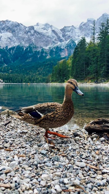 Photo cute litlle duck at the shore of lake eibsee