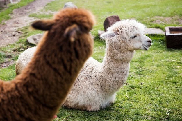 Cute little baby alpaca