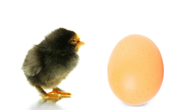 Cute little baby chicken isolated on white