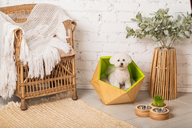 Photo a cute little bichon frize dog sitting in his cozy green bed