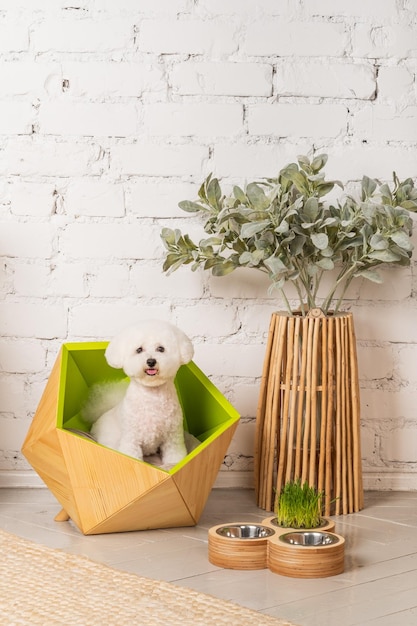 A cute little bichon frize dog sitting in his cozy green bed