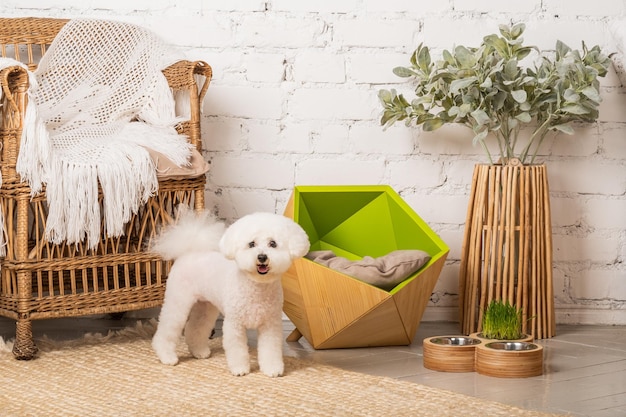 Photo a cute little bichon frize dog sitting in his cozy green bed