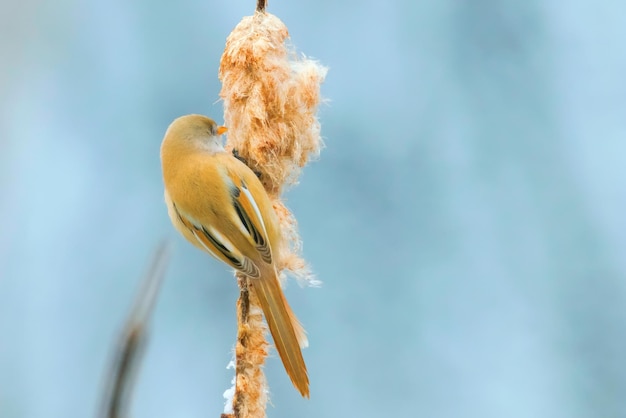 Cute little bird, Bearded tit, female Bearded reedling (panurus biarmicus)