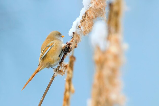 귀여운 작은 새, 턱수염이 있는 가슴, 암컷 Bearded reedling(panurus biarmicus)