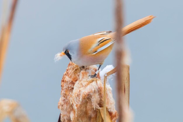 사진 귀여운 작은 새 수염난 수컷 수염난 갈대 panurus biarmicus