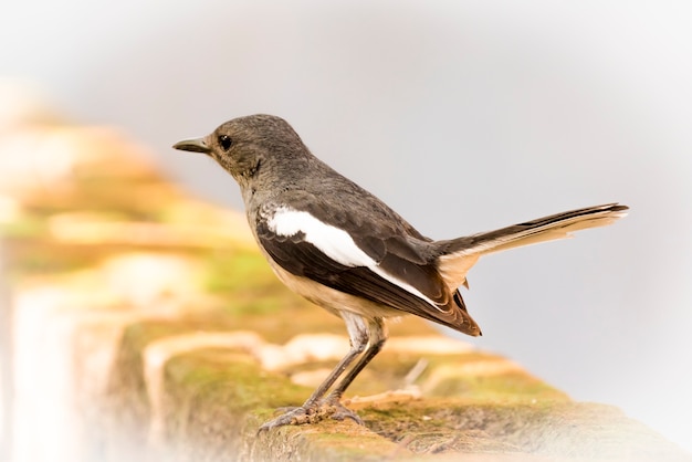 Photo cute little bird