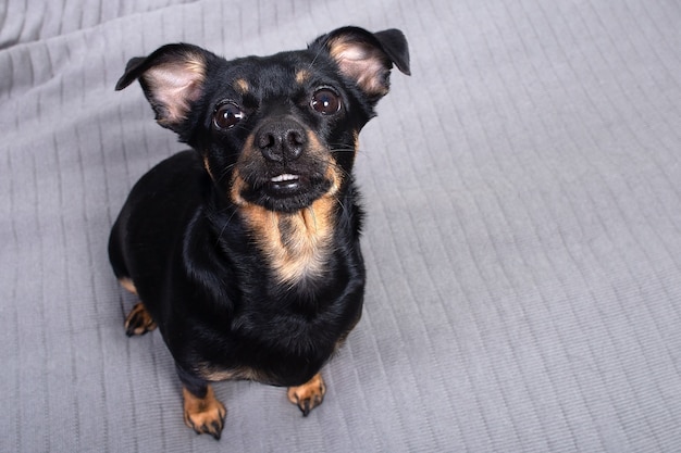 格子縞のかわいい小さな黒い犬