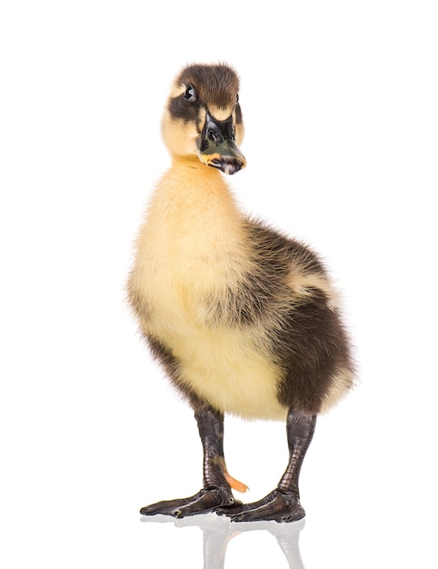 Cute little black newborn duckling isolated on white background Newly hatched duckling on a chicken farm