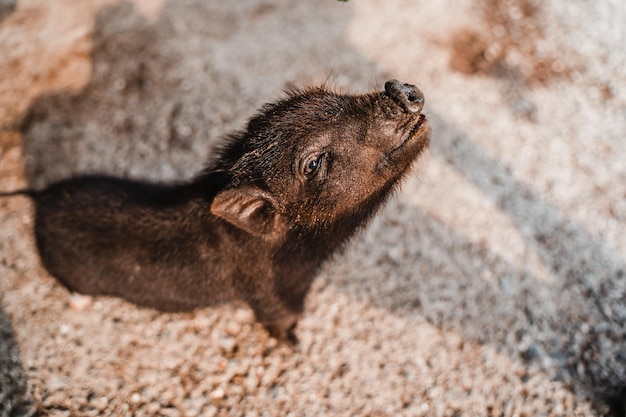 미니 돼지의 귀여운 작은 검은 돼지 초상화