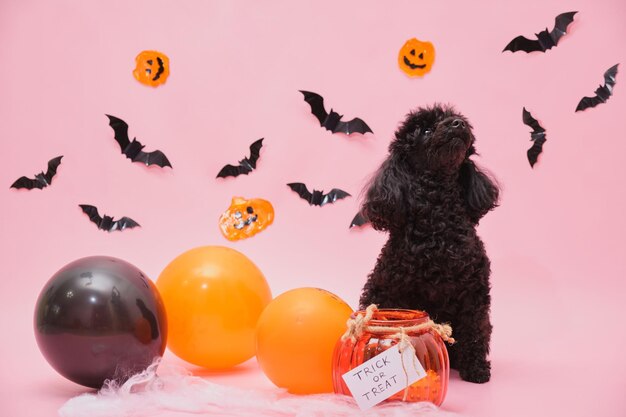 Cute little black poodle and halloween decor on pink background