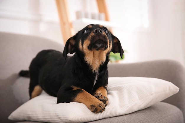 室内のソファでかわいい黒い子犬