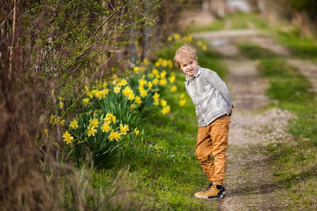 Cute little blonde boy in the spring country with yellow daffodils