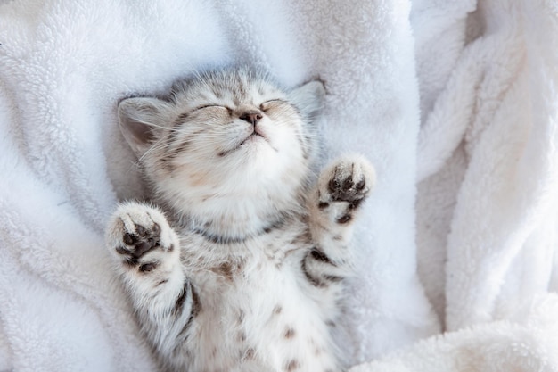 Cute little bluegray British kitten sleeping wrapped in white plaid blanket Concept of adorable pets