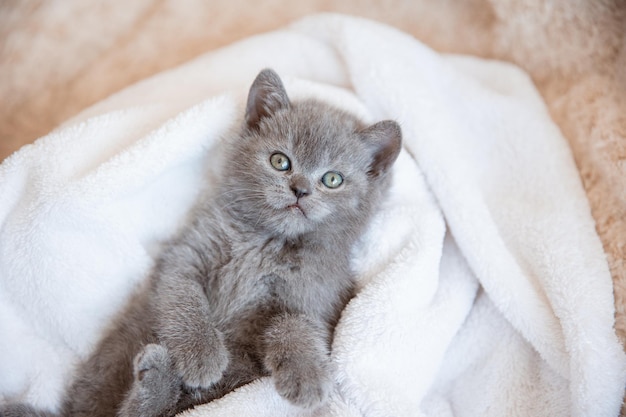 Cute little bluegray British kitten wrapped in a white plaid blanket Concept of adorable pets