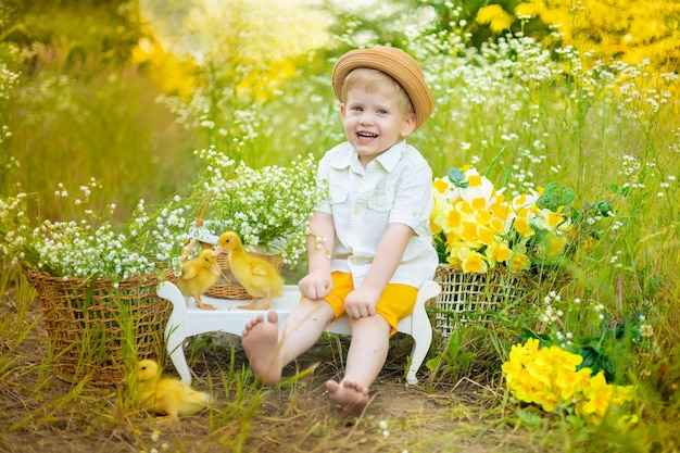 帽子をかぶったかわいい男の子は、自然の公園で夏に明るい背景で彼の手でアヒルの子と遊んでいますデイジーのフィールドで黄色の小さなアヒルの子がたくさんいる小さな子供