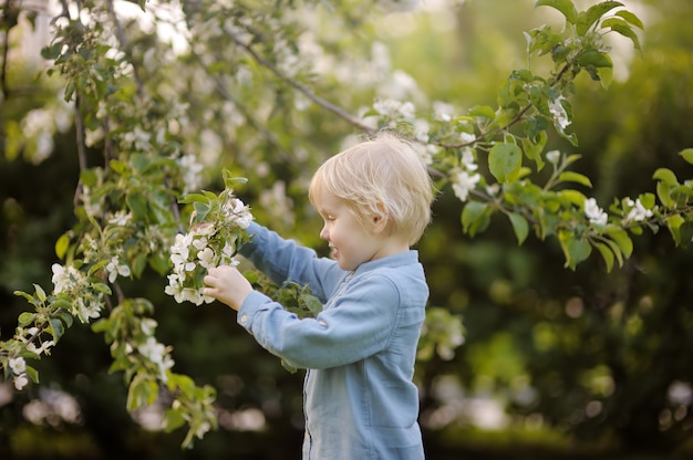 Cute little boy walking in blooming spring Park.