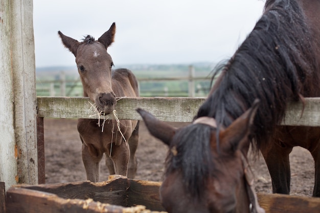 cute little brown colt. near a wooden fence, corral