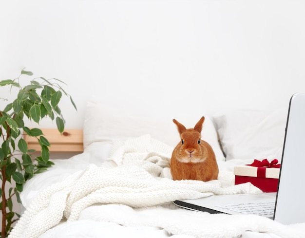 Photo cute little brown decorative rabbit bunny on white bed in modern interior at home looking at camera by laptopcomputer near beautiful red gift boxholiday online shopping and petanimalcopy space