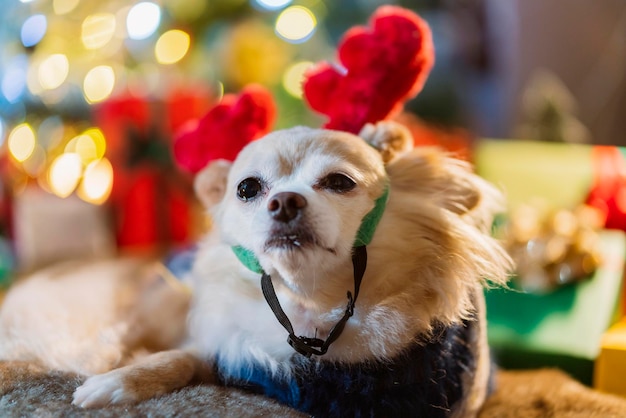 Photo cute little brown fur chihuahua dog wear reindeer red costume and sweater winter cloth sit relax casual smiling happiness cheerful on sofa couch with chritsmas tree light bokeh background