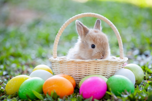 Cute little bunny in the basket and easter eggs in the meadow