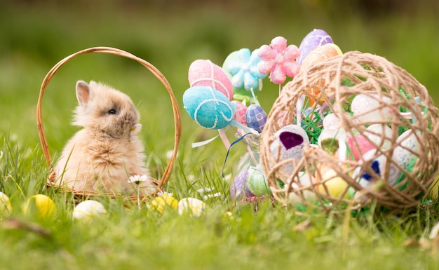 Милый маленький кролик в корзине на траве с пасхальными яйцами.