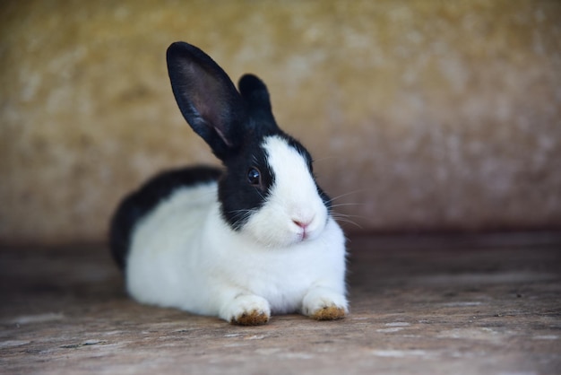 cute little bunny in the cage