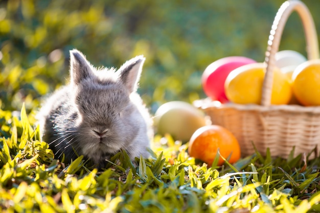 Cute little bunny and easter eggs in the meadow