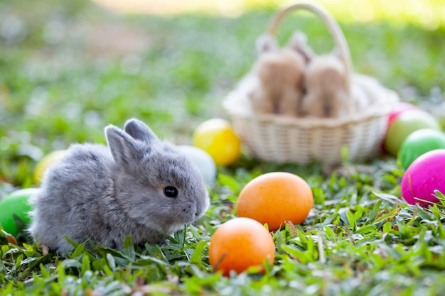 牧草地でかわいい小さなウサギとイースターエッグ