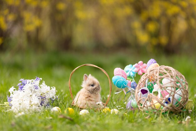 Cute little bunny sitting in the basket with Easter eggs and flowers hyacinth around in the spring green grass in holidays. Copy space.