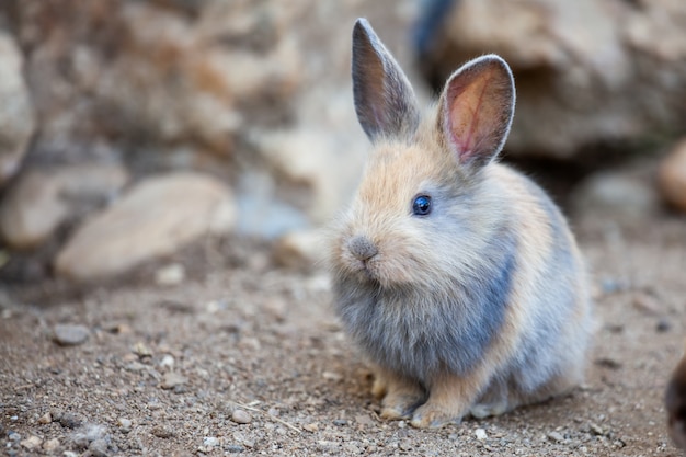 Cute little bunny sitting on the ground