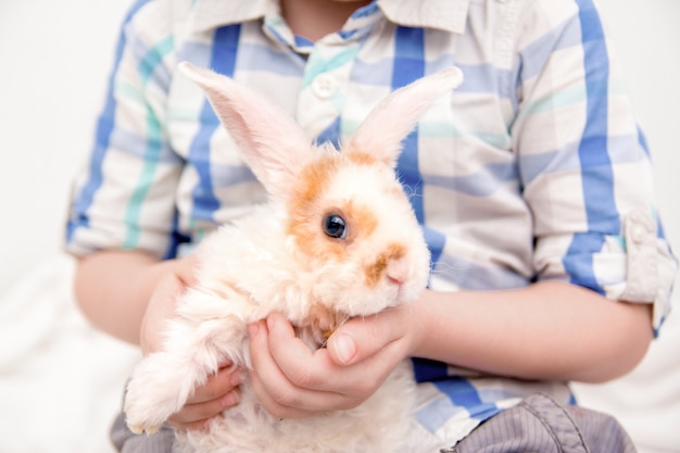 大きな耳を持つかわいいウサギ