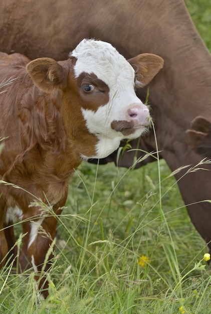 Милый маленький теленок коричневого цвета с белой головой стоит перед коровой