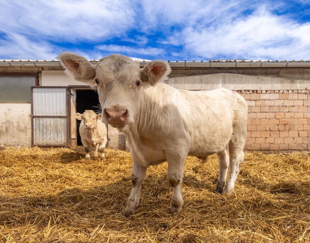 Cute little calf posing