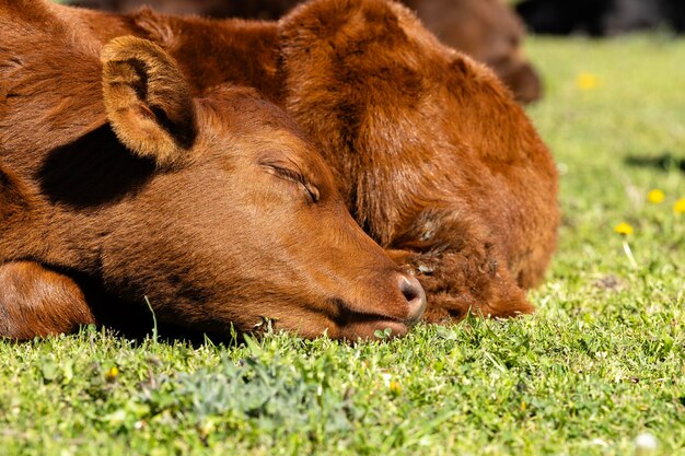 Cute little calf sleeping on farmland