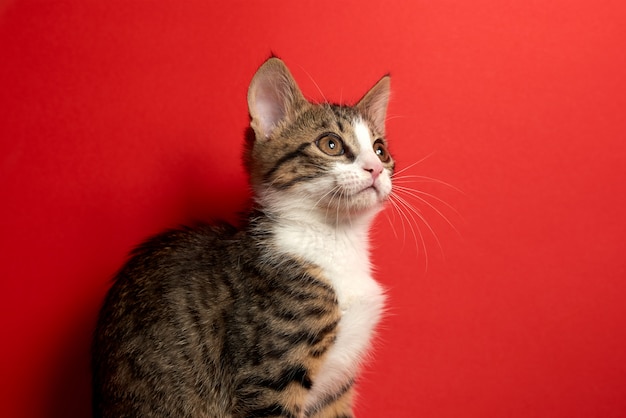 Cute little cat posing on red isolated background