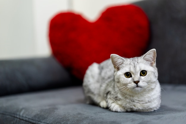 かわいい小さな猫、短い髪の銀のタビースコティッシュフォールド