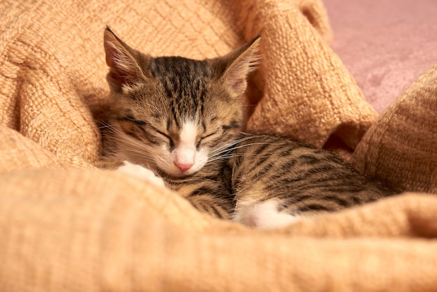 Piccolo gatto sveglio che dorme nel letto su una coperta