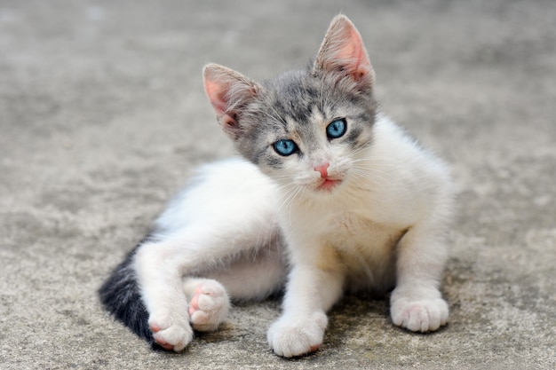 Cute little cat with blue eyes is on gray.