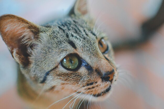 Foto un gattino carino.