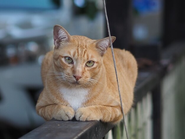 写真 可愛い小さな猫