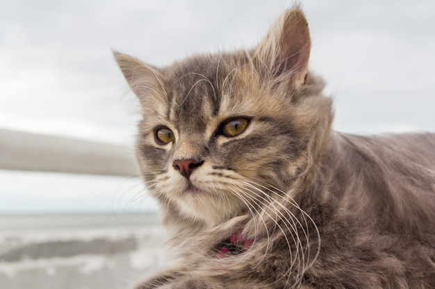 写真 かわいい小さな猫