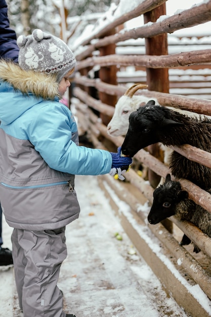 cute little caucasian boy feeding goat with apple. animal standing behind barrier in zoo in winter