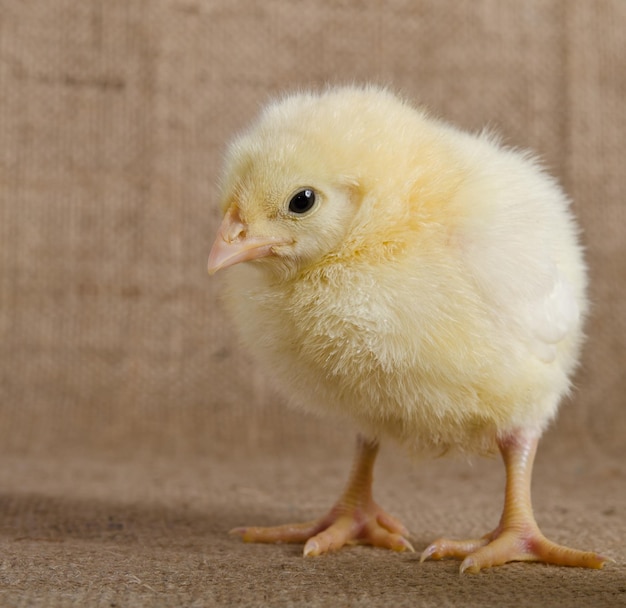 Cute little chick