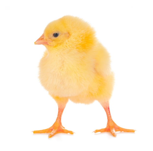 Cute little chicken isolated on white background